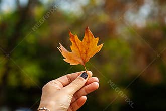 A very beautiful tree leaf is in the hands of a woman.