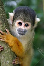 Nosy squirrel monkey