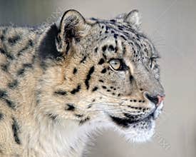 Snow leopard