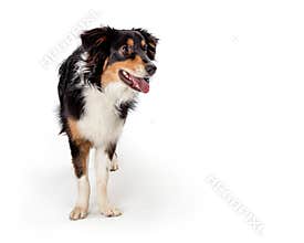 Aussie Dog Facing Forward Looking Side - Extracted
