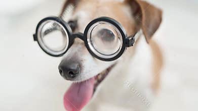 Adorable dog wearing glasses.