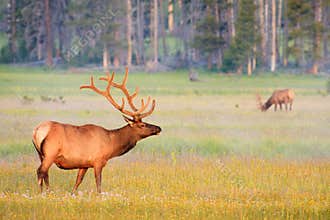 Bull Elk in summer velvet antlers, Yellowstone.