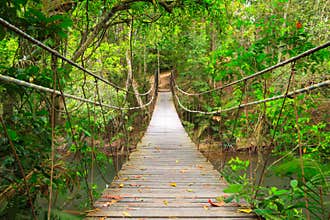 Bridge to the jungle,Khao Yai,Thailand