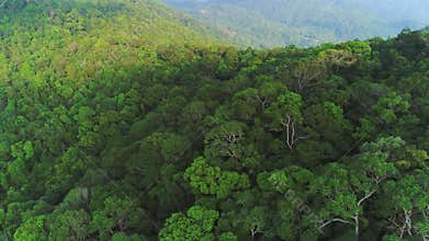 Lush foliage Forest trees panoramic aerial view