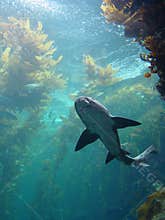 Shark in kelp bed aquarium