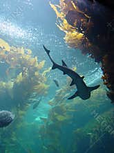Shark in kelp bed aquarium