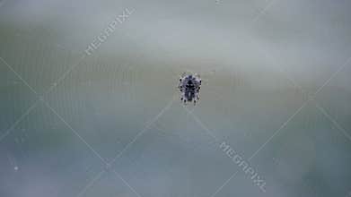 Spider sits on a web. Crimean spider Alkoga.