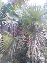 It is called Bangla short tree in local