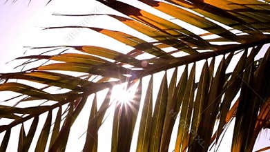 Date palm tree branches waving in the wind with sun shining through