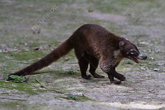 Wildlife: White-nosed coati are omnivorous and climbs trees to sleep on branches