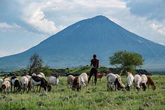 Maasai boy shepherd with flock of sheeps and Ol Doinyo Lengai on background. Maasailand, Engare Sero, Natron lake coast
