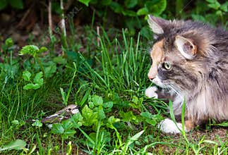 Cat and bird