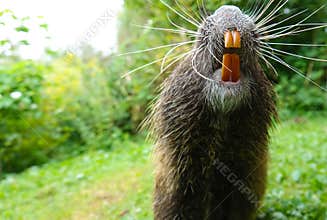 Keep smiling, Nutria in park