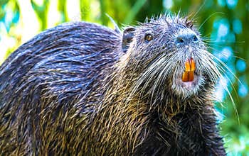 Keep smiling, Nutria in park