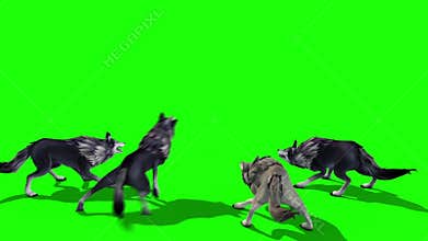 Herd of Wolves Attack Back 3D Rendering Green Screen Animals
