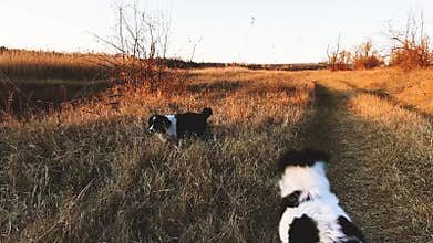 Two purebred dogs playing in the park. One active puppy jumping overjoyed and agile while another passive pup try to stay calm. Pe