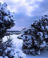 Snow covered gorse bushes