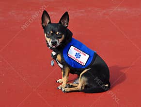 Service Dog, Red Background