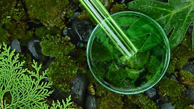 Scientist extract organic natural essence from green moist plant to formulate pharmaceutical cosmetics and skincare.