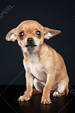 Brown scared chihuahua puppy