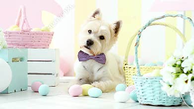 Funny dog with rabbit ears. Easter holiday concept