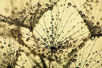 Dandelion seed at sunset