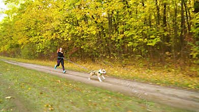 Amstaff pulling owner with cord at canicrossing near autumn forest