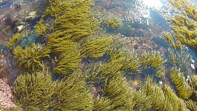 Waves over Marine Plants