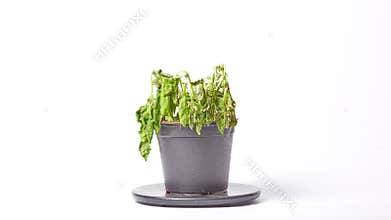 Basil in pot drying out