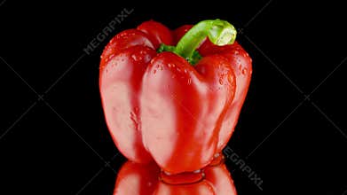 Closeup 4k dolly video of fresh red bell pepper or paprika covered in water droplets or dew drops on black background