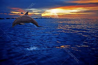 Dolphin jumping
