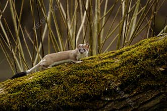 Stoat (Mustela Erminea)