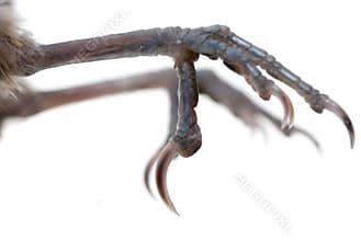 Bird claw isolated