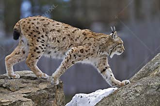 Walking lynx