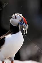 Puffin with Sand Eels (Fratercula arctica)