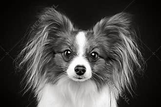 Portrait of a papillon dog