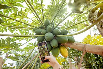 Photographing on smart phone a bunch of papayas on the tree