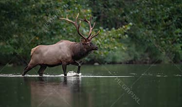 Elk in winter in Jasper, Canada