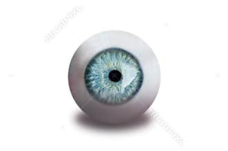 Eye