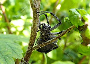 A large hairy and scary forest arthropod spider cross.