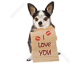 Valentine dog love