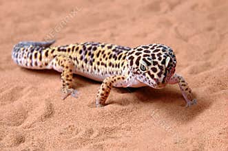 Gecko leopard on sand