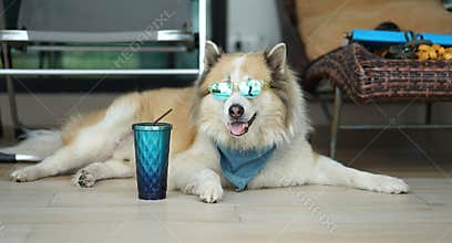 Large brown color mixed breed dog lying on the floor with blue sunglass