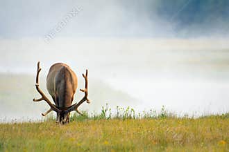Elk Grazing on Lush Summer Grass