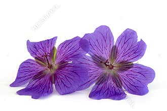 Geranium