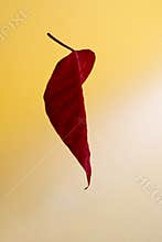Red leaf on yellow background