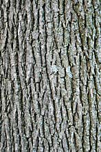 Swamp white oak bark