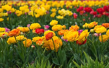 Field of yellow and red tulips, spring blooms, romantic flowers, nature background, cultivation