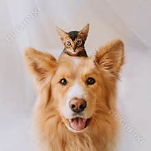 Happy mixed breed dog posing with a kitten on his head