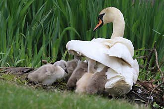 Baby Swans Sheltering under the wing of their mother